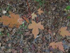 Acer ukurunduense