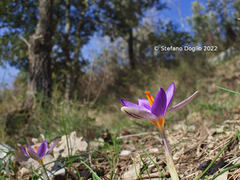 Crocus imperati