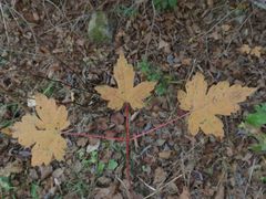 Acer ukurunduense
