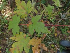 Acer ukurunduense