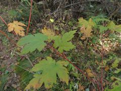 Acer ukurunduense