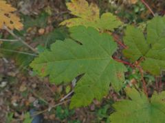 Acer ukurunduense