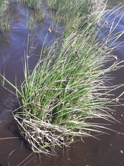 Bolboschoenus planiculmis