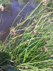 Bolboschoenus planiculmis