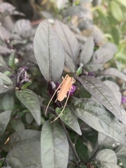 Stenidea alutacea