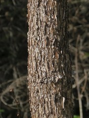 Acer ukurunduense