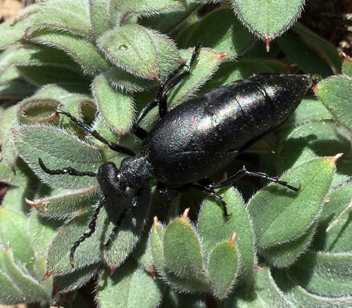 iNaturalist observation photo of Meloe carbonaceus