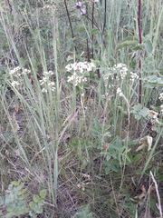 Eremogone longifolia