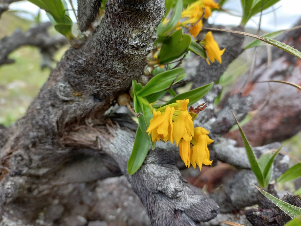 Polystachya mafingensis