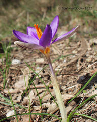 Crocus imperati