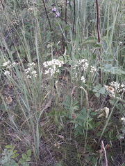 Eremogone longifolia