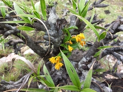 Polystachya mafingensis image