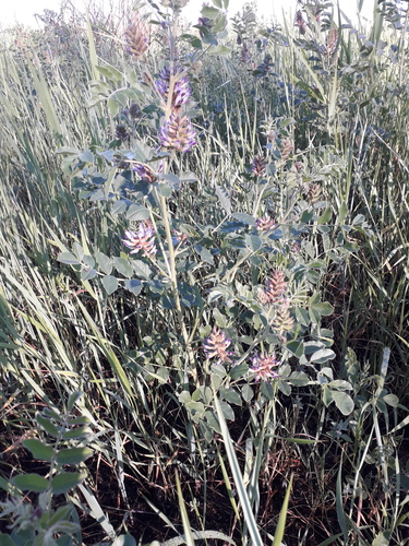 Glycyrrhiza uralensis, photograph 2