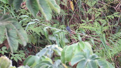 Sporophila intermedia