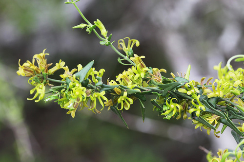 arrowleaf milkvine (Matelea sagittifolia)