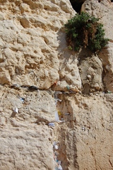 Podonosma orientalis