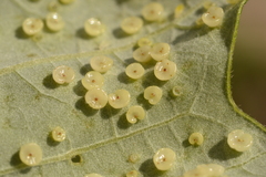 Neuroterus umbilicatus
