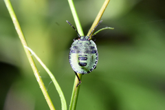 Palomena prasina