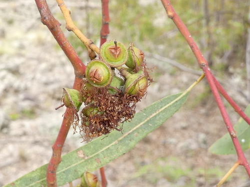 Eucalyptus image