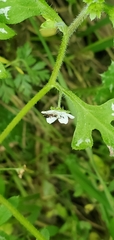 Nemophila pulchella fremontii