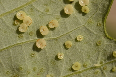 Neuroterus umbilicatus