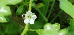 Nemophila pulchella fremontii