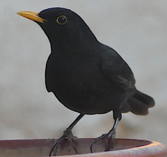 Turdus merula mauritanicus