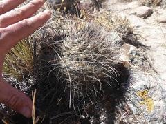 Neowerdermannia chilensis