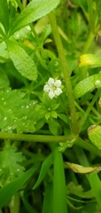 Nemophila pulchella fremontii