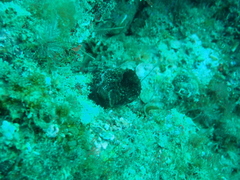 Phallusia fumigata