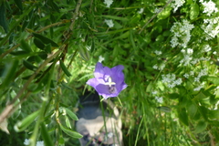 Campanula herminii