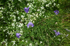 Campanula herminii