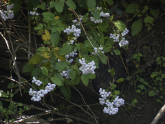 Jovellana punctata