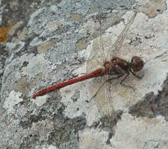 Sympetrum nigrifemur