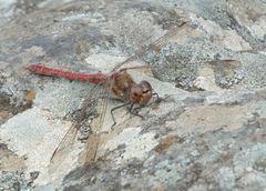 Sympetrum nigrifemur