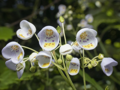 Jovellana punctata