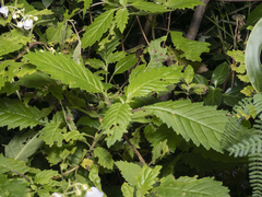 Jovellana punctata