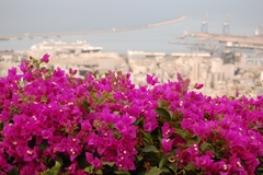 Bougainvillea
