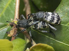 Aegorhinus superciliosus