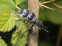 Aegorhinus superciliosus