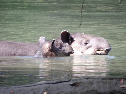 Baird's Tapir