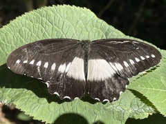 Papilio echerioides
