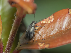 Psathyrocerus
