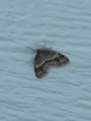 Operophtera occidentalis