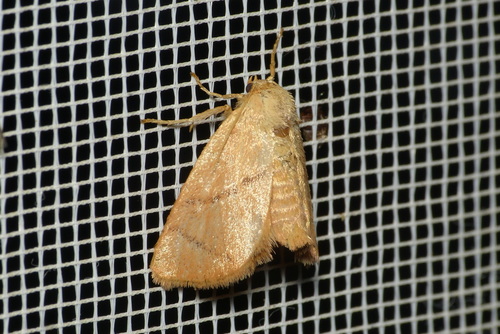 Apoda limacodes