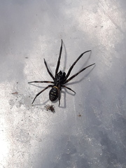 Steatoda albomaculata