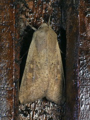 Mythimna punctulata