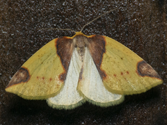 Perusia inusta