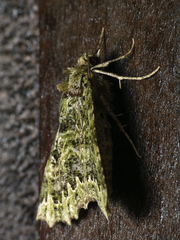 Chloroclydon rinodaria