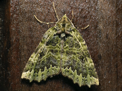 Chloroclydon rinodaria